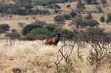 Ethiopia - Netch Sar Park - 74 - Swaynes Hartebeest